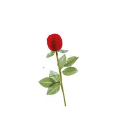 Curabitur cursus dignis